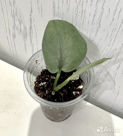 Сциндапсус Сильвер хиро