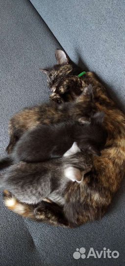 Котята в добрые руки