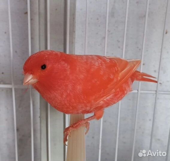 Поющие кенары красные, оранжевые, лимонные