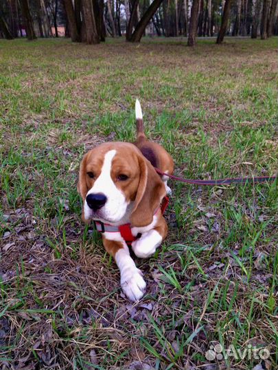 Вязка бигль