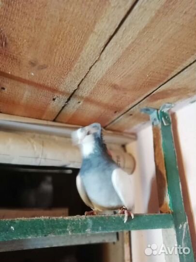 Голуби касаны, агараны