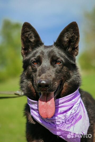 Метис овчарки из приюта ищет семью