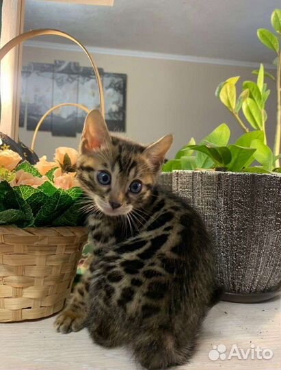 Бенгальские котята