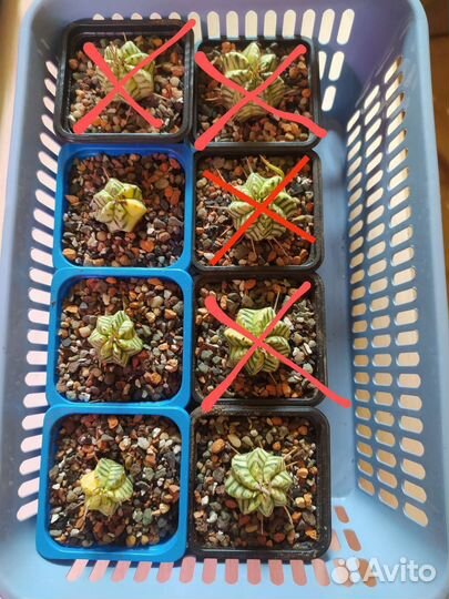 Эуфорбия Мелоформис Вариегатная