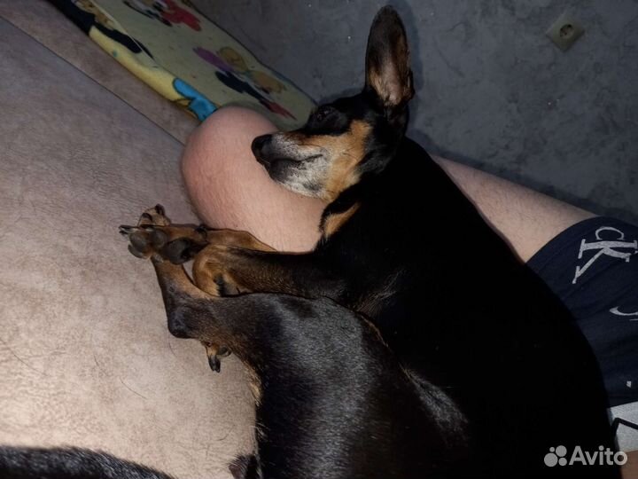 Вязка той-терьер девочка