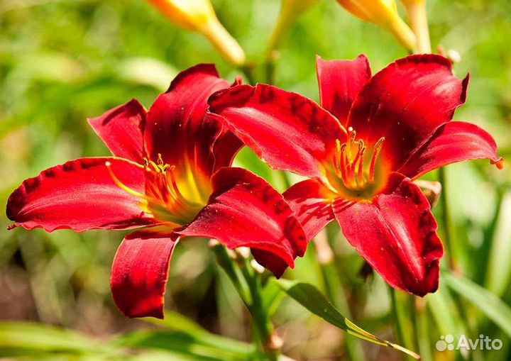 Лилейник красный
