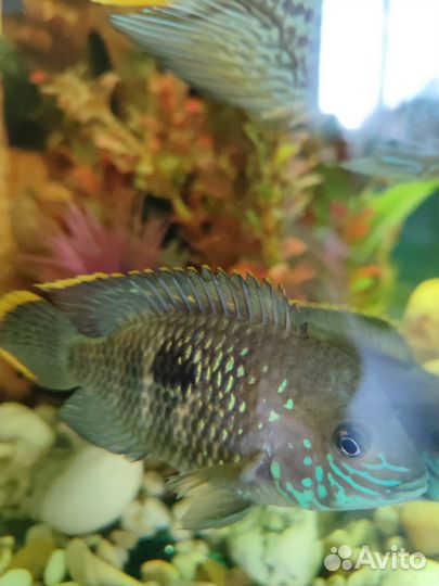 Акара бирюзовая