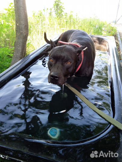 Питбультерьер