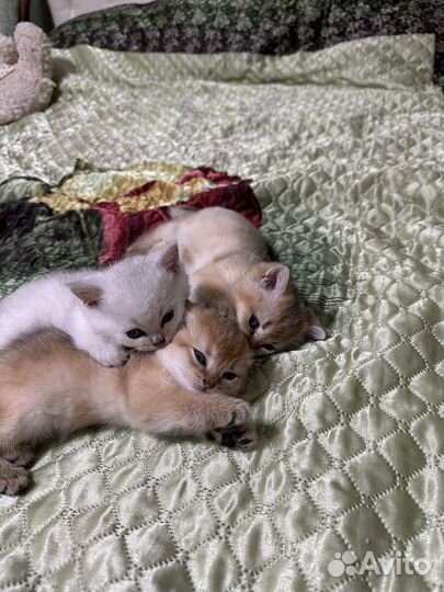 Британские шиншиллы