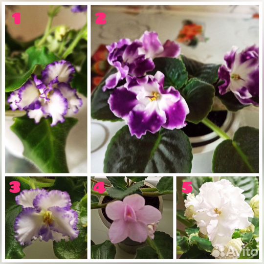 Сортовые цветущие фиалки