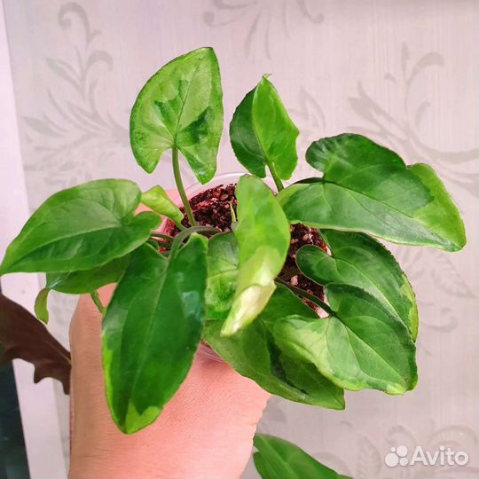 Комнатные растения, цветы