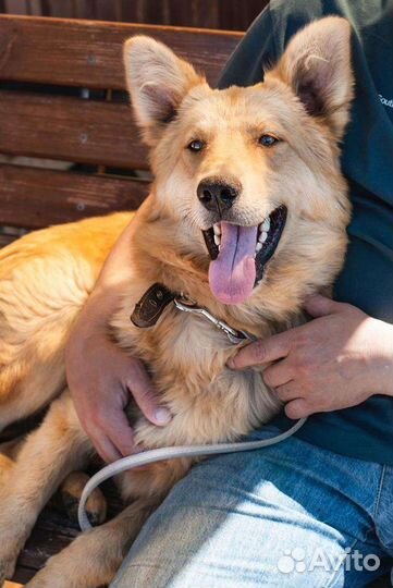 Прекрасная собака ищет дом