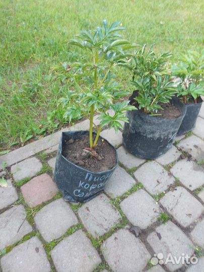 Продам пион Red Charm