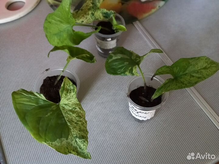 Сингониум моттлед