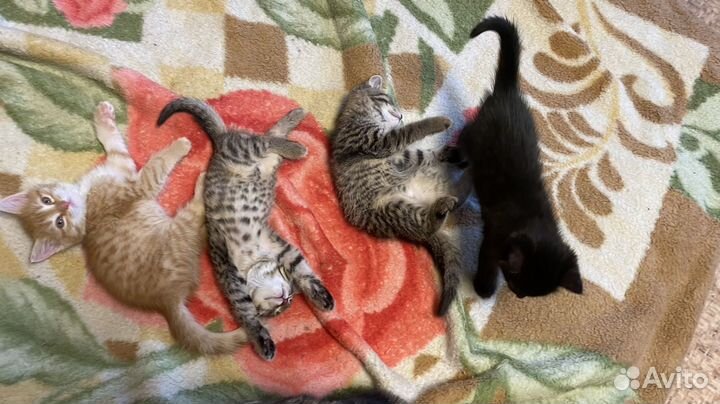 Котята