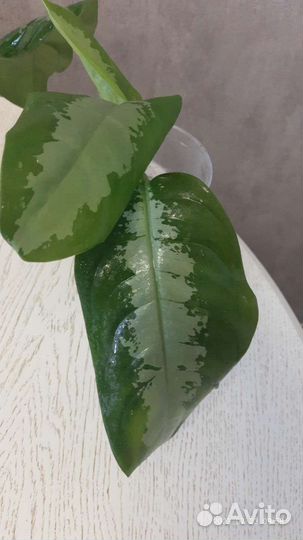 Разные цветы