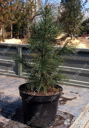 Саженцы сибирского кедра