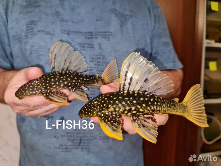 Номерные сомы, L - сомы и другие лорикариевые