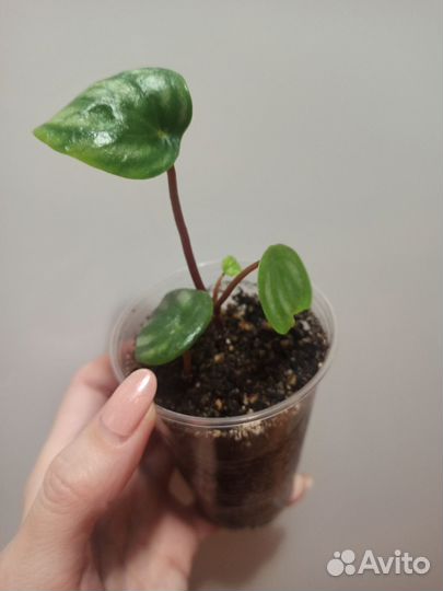 Пеперомия арбузная