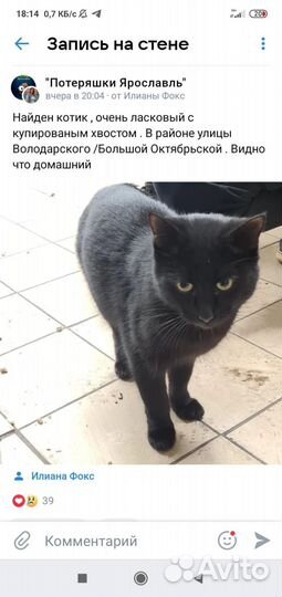 Потерялся кот