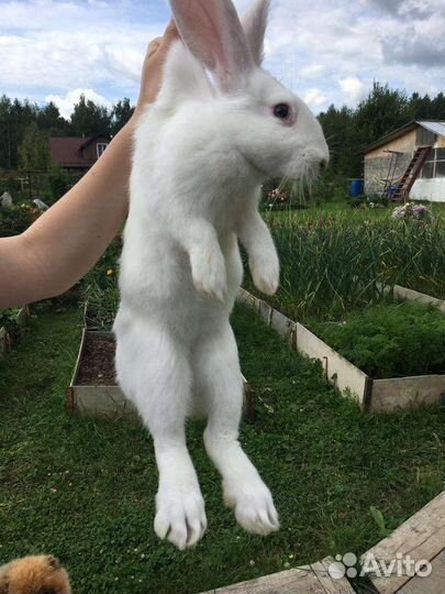 Кролики мясных пород