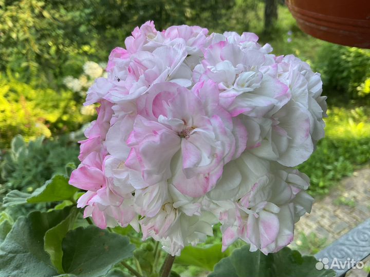 Пеларгония