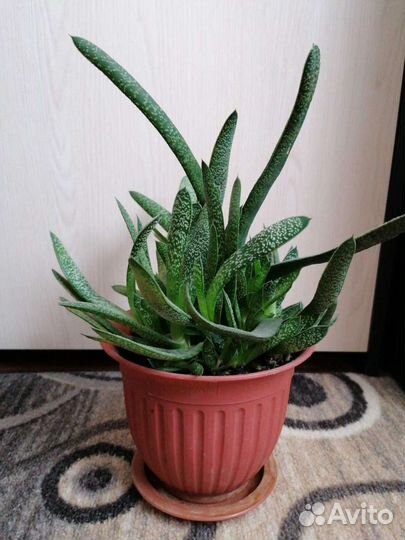 Суккуленты