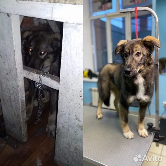 Собака в добрые руки