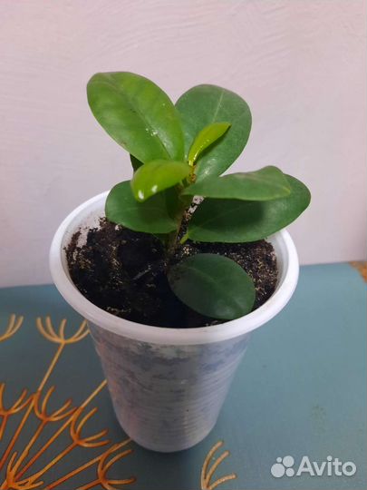 Фикус Твилайт,Ирэн,Мокламе