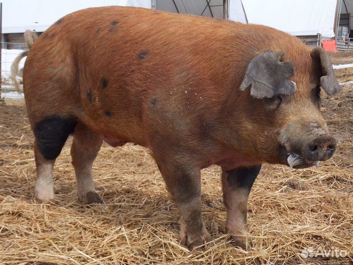 Продам кабана дюрок и чушку ландрас