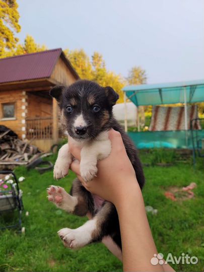 Собака в добрые руки отдам бесплатно