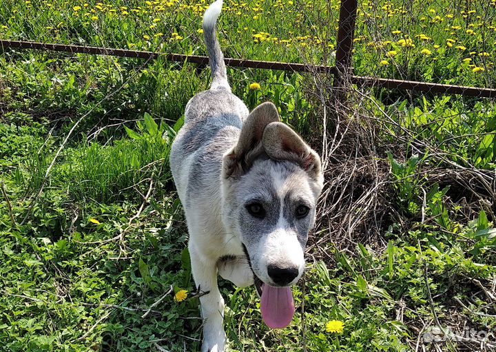 Хаски полукровки Ён и Сан (6-7 мес.)