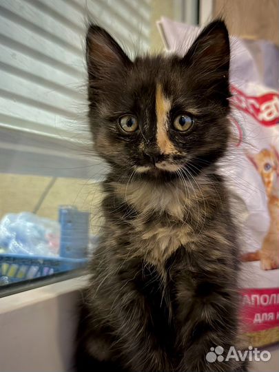 Котята Необычная Красивая Бесплатно