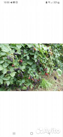 Ежевика, Крыжовник, Малина, саженцы новинки