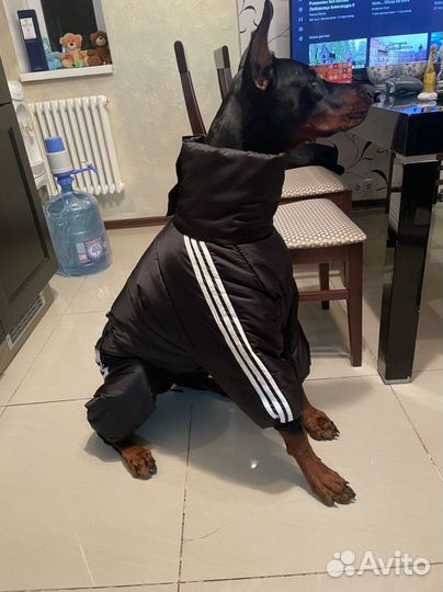 Теплый комбинезон для собаки