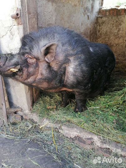 Вьетнамский вислобрюхий хряк