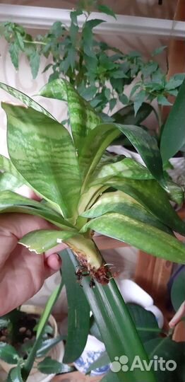 Сансевиерия