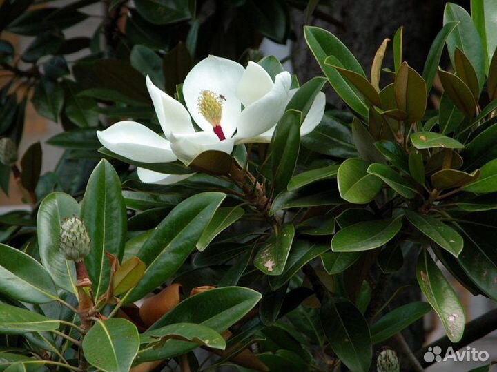 Вечна зелёная магнолия