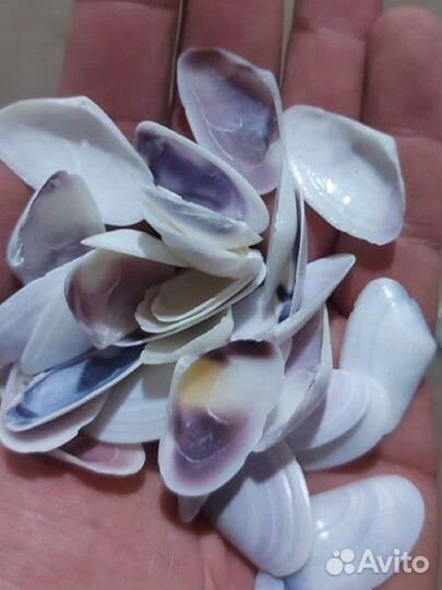 Морские ракушки раковины