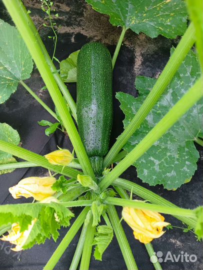 Кабачки, набор для засолки