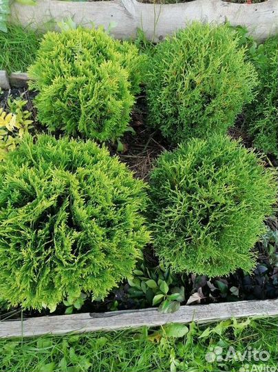 Туя, можжевельник, Ель,хвойники, кипарисовик