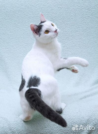 Кошка Котобан с удивительными глазами