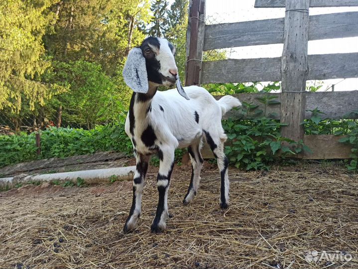 Нубийские козочки