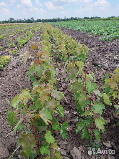 Саженцы клёна