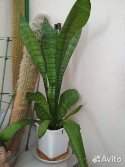 Цветы замиокулькас Сансевиерия кактус суккулент