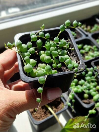 Крестовик Роули