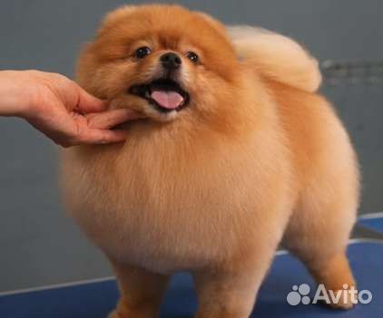 Стрижка собак и кошек. Груминг