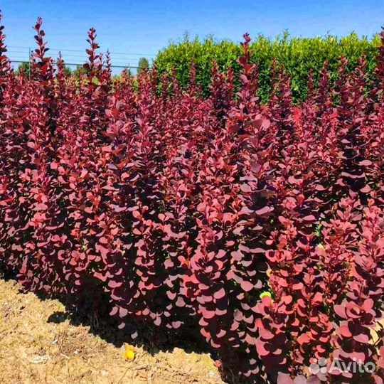 Декоративные кустарники