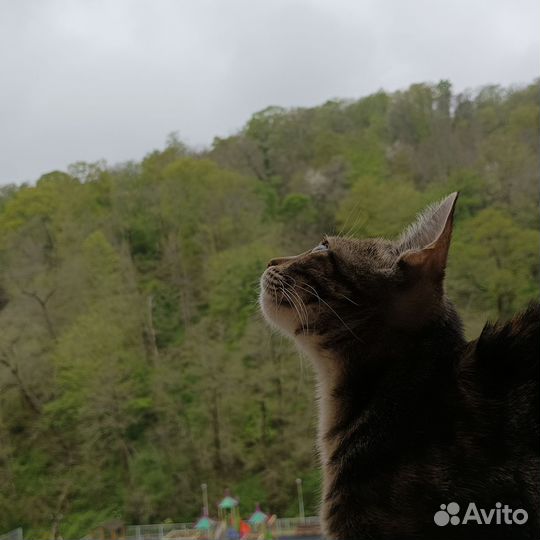 Бенгальская в добрые руки