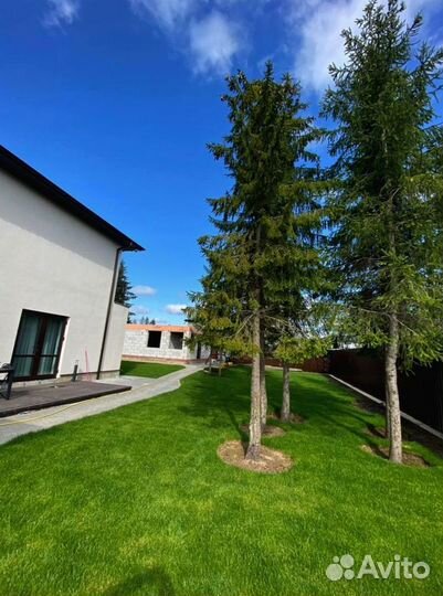 Рулонный газон 